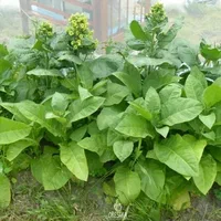 تصویر 2 از نشا فلفل دلمه‌ ای مناسب کشت گلخانه و فضای باز